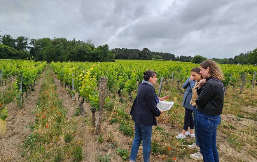 Balade dans les vignes de Chinon en Val de Loire