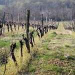 Rencontre oenologique dans les vignobles, au Château de Camarsac