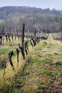 Vigneron Pessag-Leognan