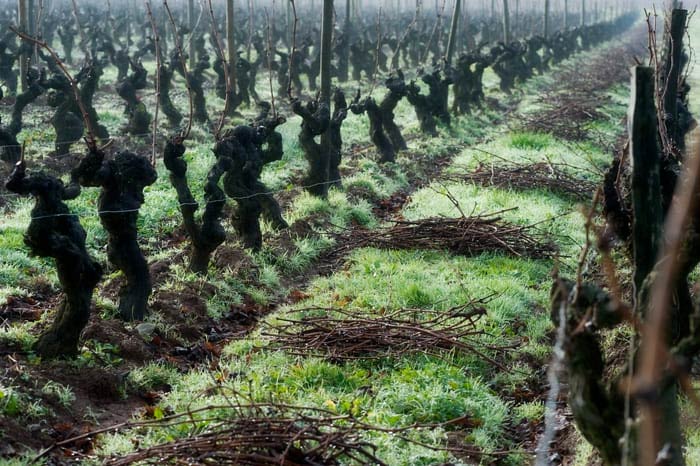 Taille de la vigne