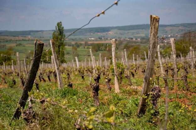 Travail de la vigne