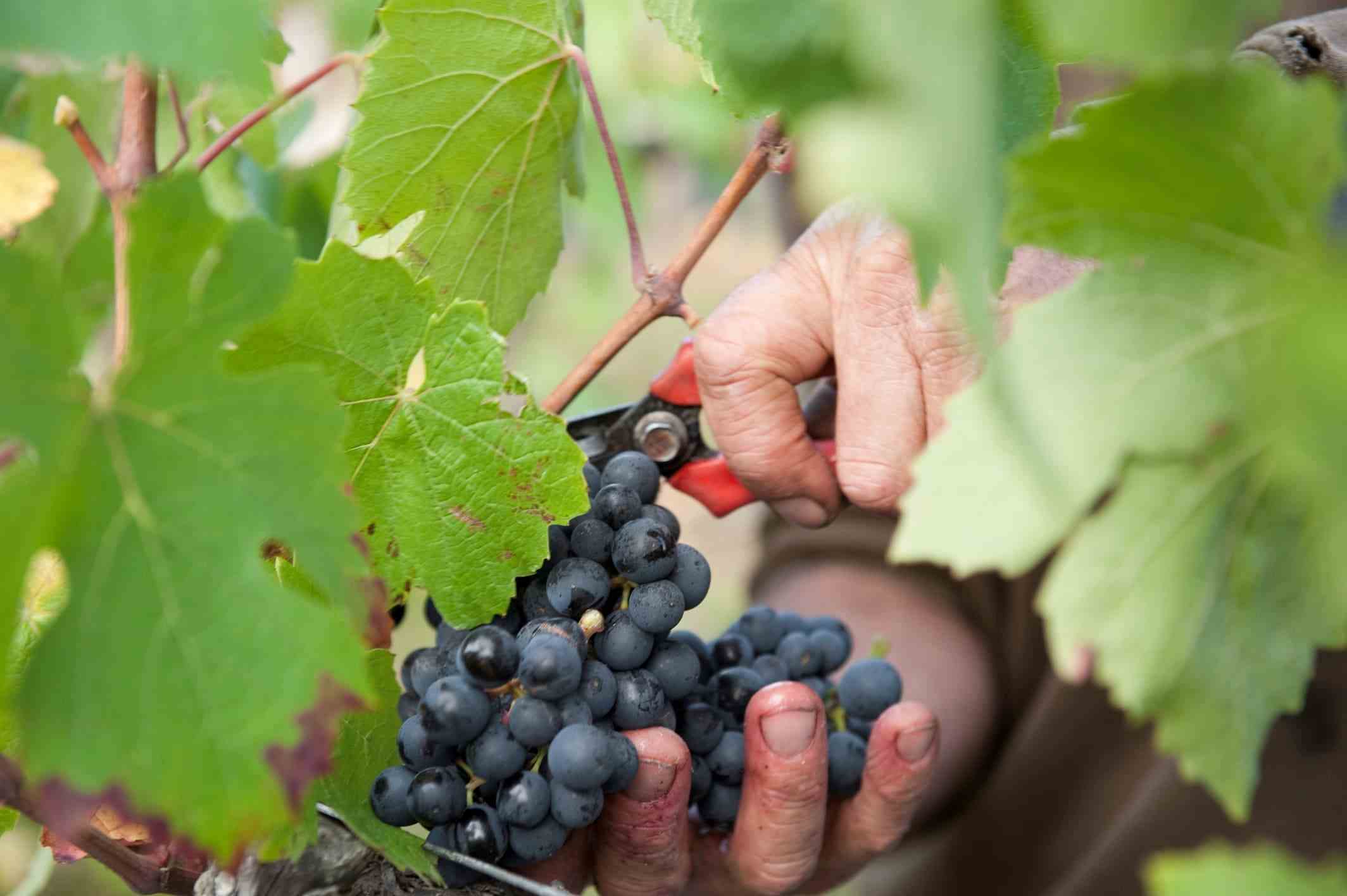 Vendanges dans les vignes