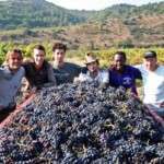 Le domaine Grand Guilhem
