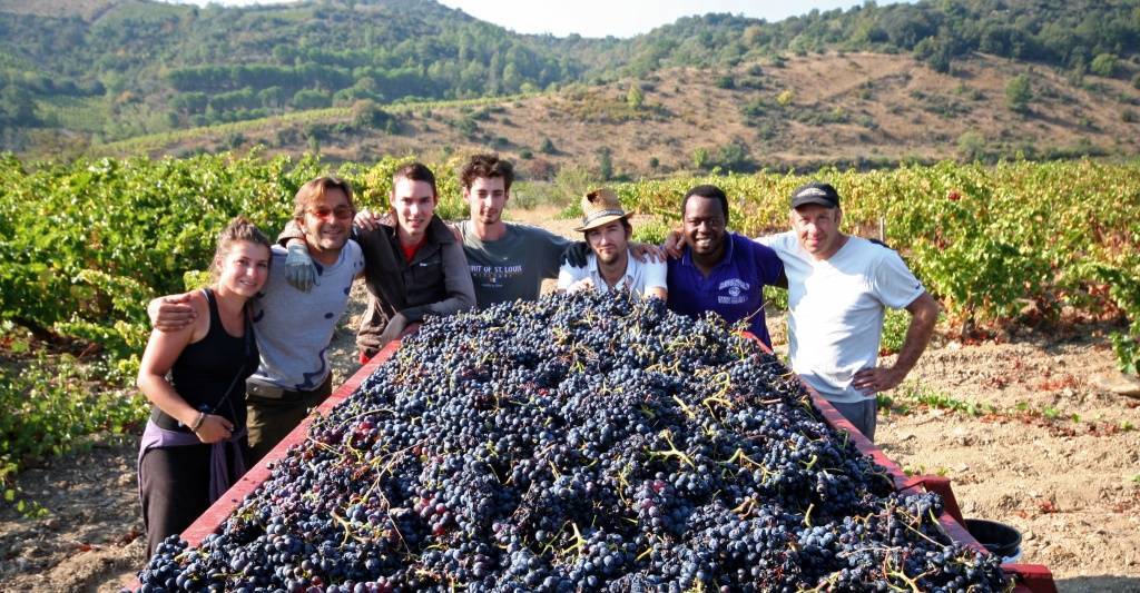 Vendanges grand guilhem
