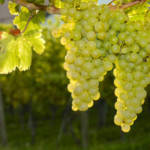 Le Calendrier des vendanges