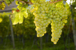 Le Calendrier des vendanges