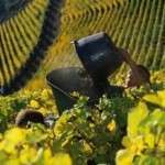 Les vendanges touristiques en Alsace