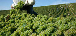 Vendanges en Champagne