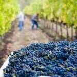 Vendanges 2015, quelles prévisions ?