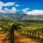 Voyage oenologique en Argentine