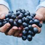 Qu’est-ce qu’un vin naturel ?