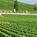 Route des vins en Côte de Beaune