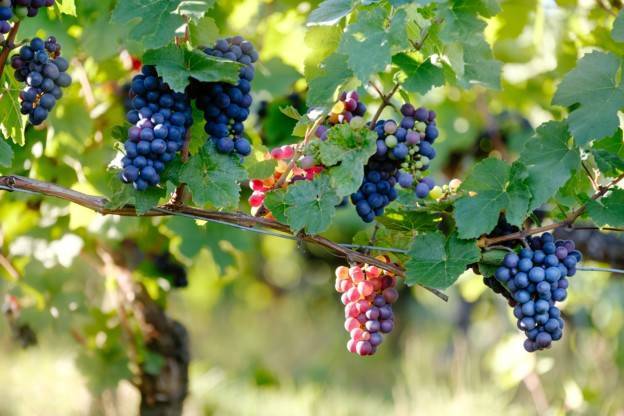 Raisins récoltés lors de la fête des vendanges.