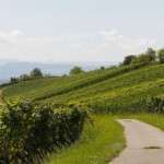 Le trail de Côte d’Or dans les vignes