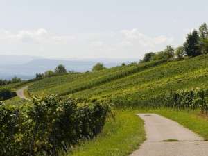 Le trail de Côte d’Or dans les vignes