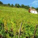 En voiture sur la route des vins