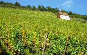 En voiture sur la route des vins