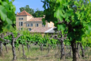 vignes avec château à l'arrière
