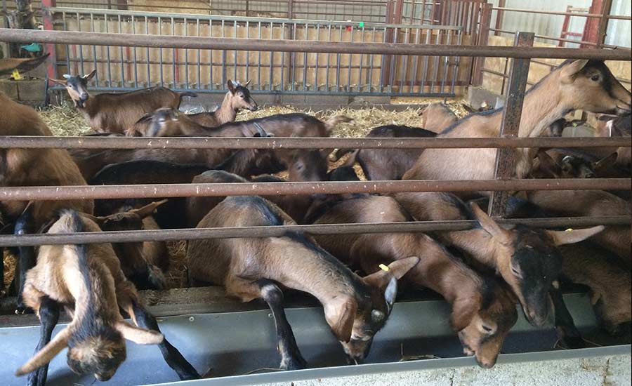 La ferme des Chapotons