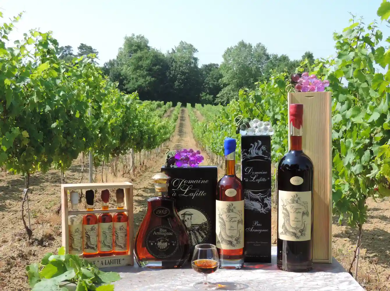 Vins du Domaine à Lafitte dans le Gers