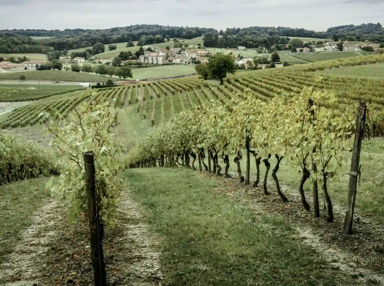 Maison Rémy Martin - Vignoble à Cognac