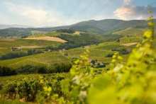 œnotourisme en Beaujolais