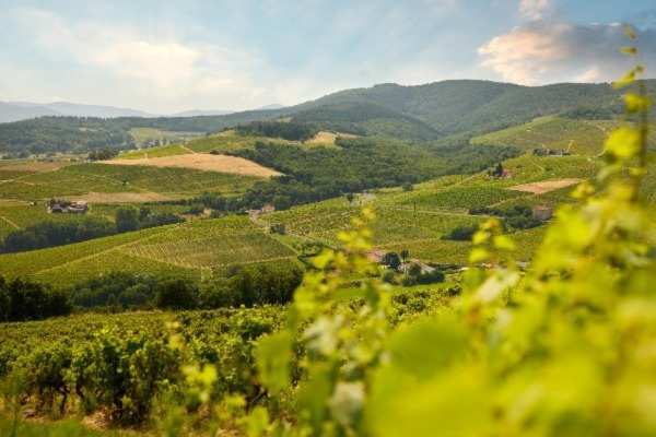Beaujolais