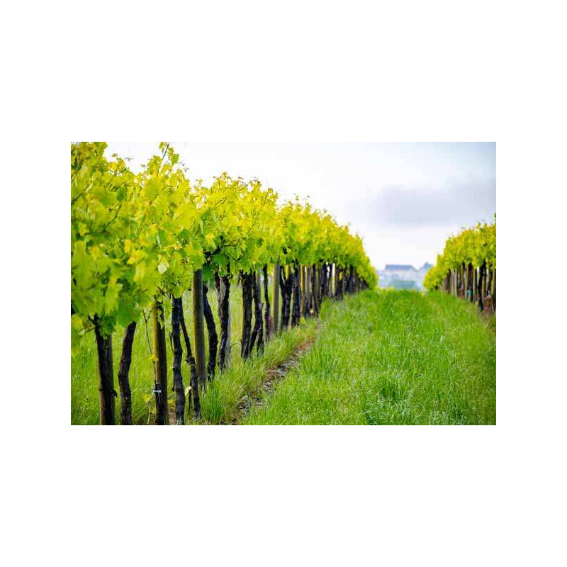 Séjours dégustation de Cognac et Pineau des Charentes - Vignoble charentais