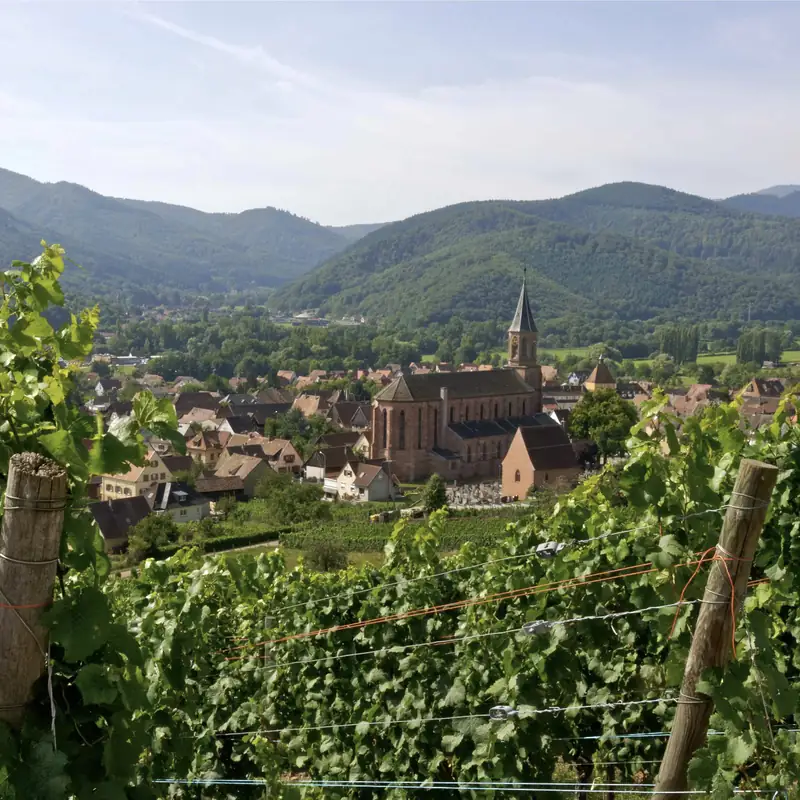 Séjours oenologiques Alsace
