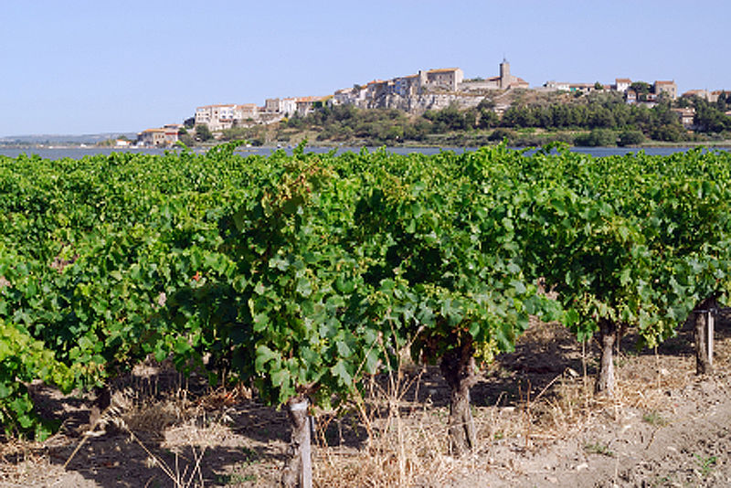 Vignoble - Languedoc Roussillon