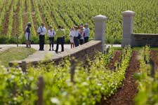 Visit Côte de Beaune vines