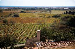 Château Le Bouïs - Vignoble - Gruissan