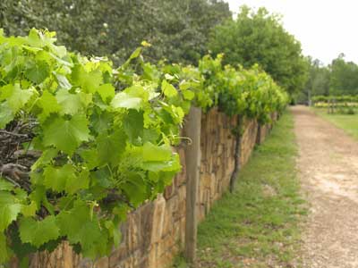 Circuit route des vins du Beaujolais