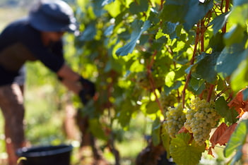 Clos Antonin Rodet - Vins