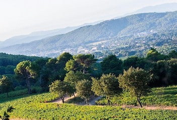 Domaine du Dragon - Visite du vignoble