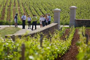 Maison Olivier Leflaive - Burgundy - Wine tourism