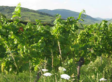 Vines in Alsace