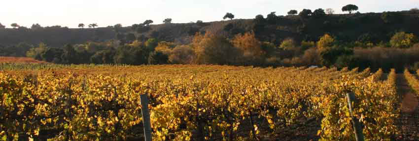 Route des vins du Sud-Ouest