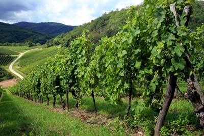 The wine route of France