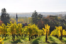 Vignoble de Savennières