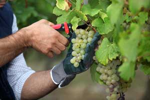 Atelier vignerons sur les routes d'Alsace