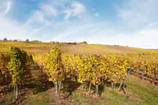 Alsace vineyard