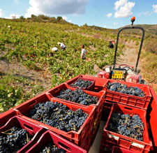 A vineyard break in the heart of Cathar Country