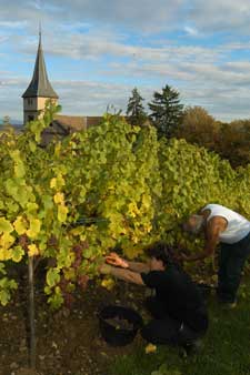 Vendanges dans le vignoble alsacien