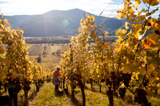 Stay in Alsace - Wine and beer