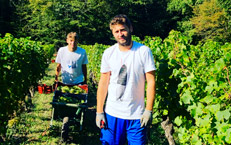 Harvest in the Bordeaux vineyard