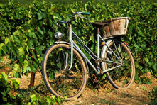 Bike ride around Saint-Emilion vineyard