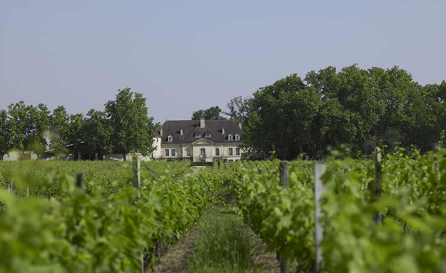 Château Bouscaut - Bordeaux - Vineyard