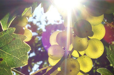 Cadeau vignoble Gascogne