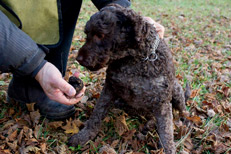 Truffle farm - Burgundy